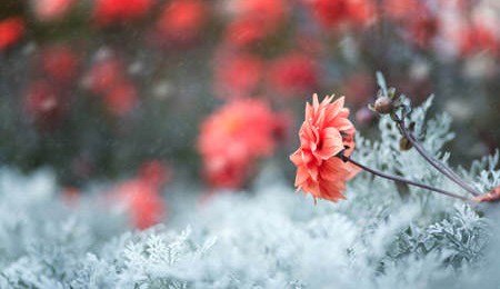 Idéias de arranjos florais de inverno